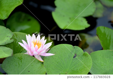 Water lily blooming in pond 117883028