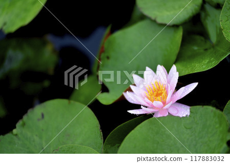 開花在池塘的荷花 117883032