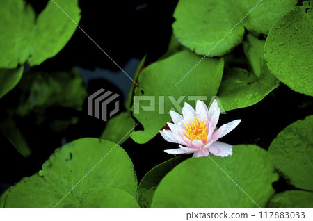 開花在池塘的荷花 開花在池塘的荷花 117883033