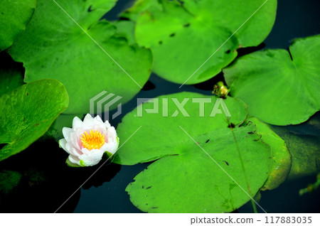 開花在池塘的荷花 117883035