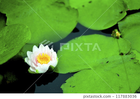 Water lily blooming in pond 117883036