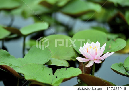 Water lily blooming in pond 117883046