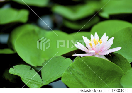 開花在池塘的荷花 開花在池塘的荷花 117883053
