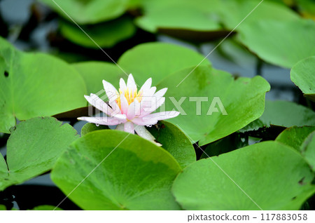 Water lily blooming in pond 117883058