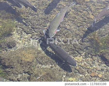 Rainbow trout swimming in the water Rainbow trout swimming in the water 117883100