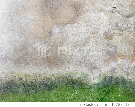 Mold causing green patches on wall Mold causing green patches on wall 117883153