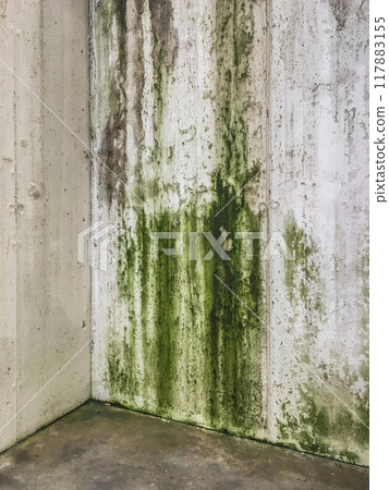 Mold causing green patches on wall 117883155