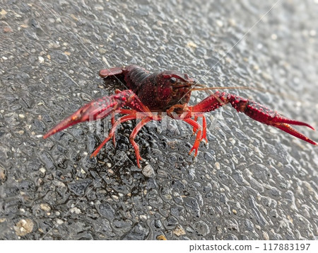 American crayfish American crayfish 117883197