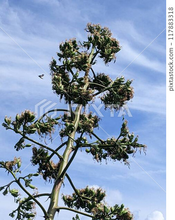 在藍天的襯托下閃閃發光的龍舌蘭 在藍天的襯托下閃閃發光的龍舌蘭 117883318