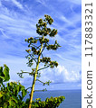 在藍天的襯托下閃閃發光的龍舌蘭 117883321