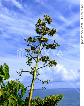在藍天的襯托下閃閃發光的龍舌蘭 在藍天的襯托下閃閃發光的龍舌蘭 117883321