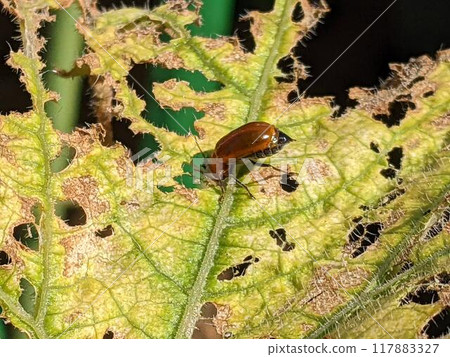 Urihamushi Urihamushi 117883327