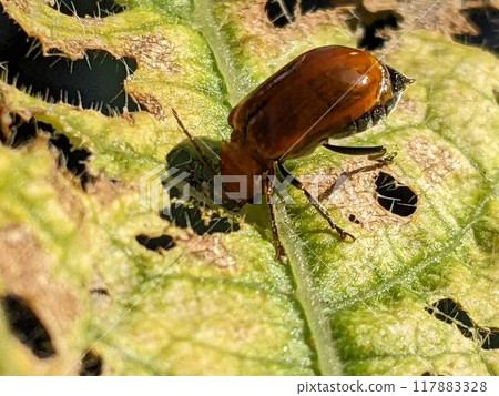 玉米根蟲 117883328