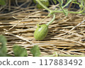Watermelon cultivation　 117883492