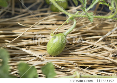 西瓜栽培‖ 117883492