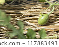 Watermelon cultivation　 117883493