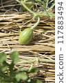 Watermelon cultivation　 117883494
