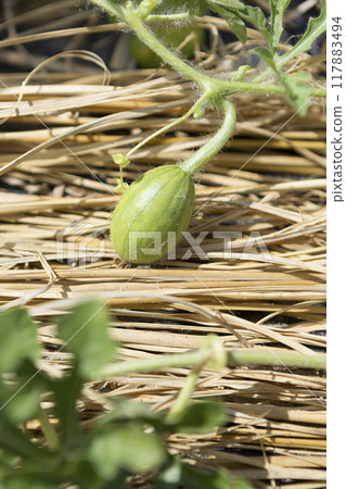 西瓜栽培‖ 西瓜栽培‖ 117883494