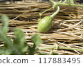 Watermelon cultivation　 117883495