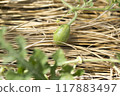 Watermelon cultivation　 117883497
