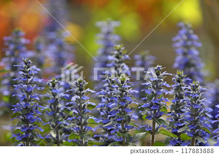 夕陽下的阿朱加雷普坦(修復攝影) 夕陽下的阿朱加雷普坦(修復攝影) 117883888