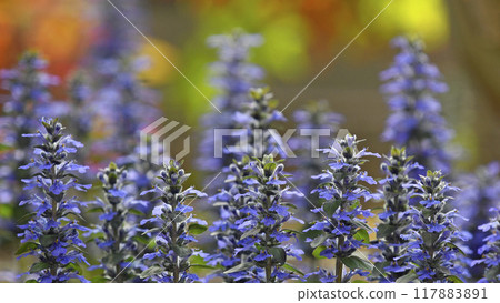 Ajuga reptans dyed in the setting sun (photo by Fix) Ajuga reptans dyed in the setting sun (photo by Fix) 117883891