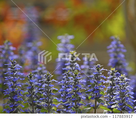 Ajuga reptans dyed in the setting sun (photo by Fix) Ajuga reptans dyed in the setting sun (photo by Fix) 117883917