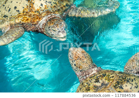 Swim with a sea turtle Swim with a sea turtle 117884536