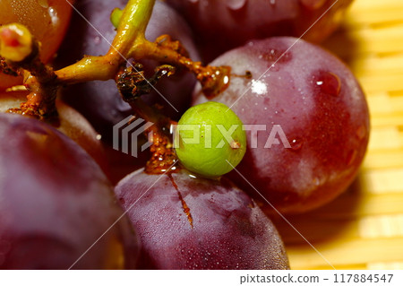 Small green grapes among larger purple grapes Small green grapes among larger purple grapes 117884547
