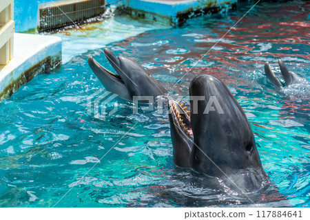 海豚從泳池裡往外看 117884641