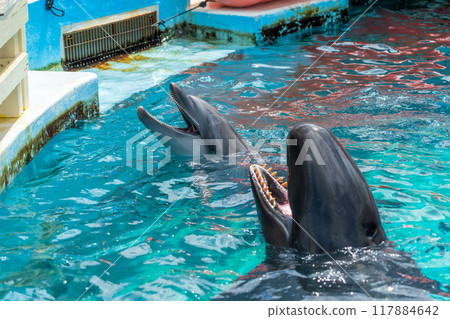 海豚從泳池裡往外看 117884642