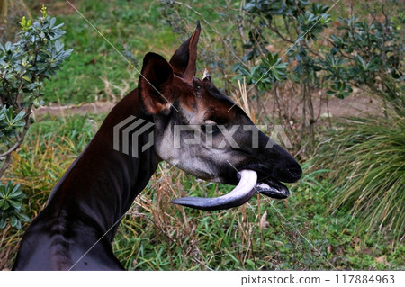 霍加狓伸出長舌頭的輪廓 117884963