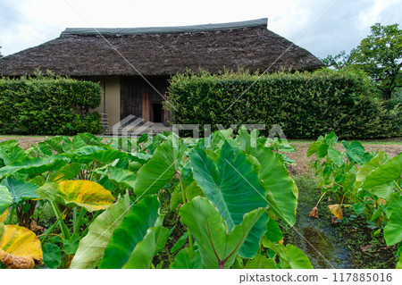 茅草的屋頂和田野 117885016