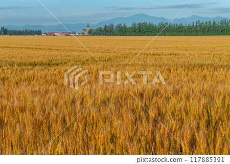 北海道十勝地區的麥田和日高山脈 117885391