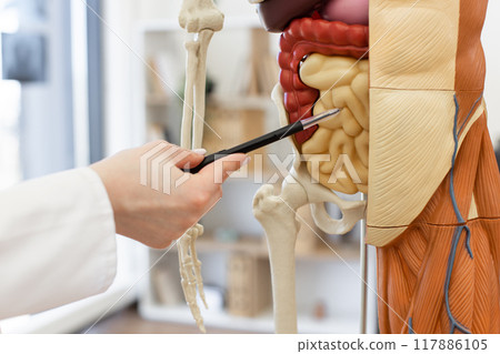 Medical professional pointing at anatomical human model in classroom 117886105