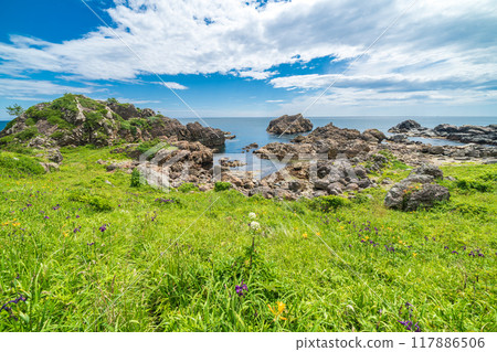 “青森縣”蘆毛崎海岸/種差海岸 夏季 “青森縣”蘆毛崎海岸/種差海岸 夏季 117886506