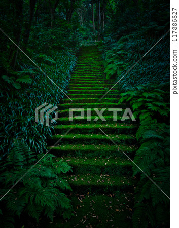 Stairs in a misty forest Stairs in a misty forest 117886827
