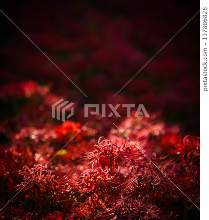 Bright red flowers Bright red flowers 117886828