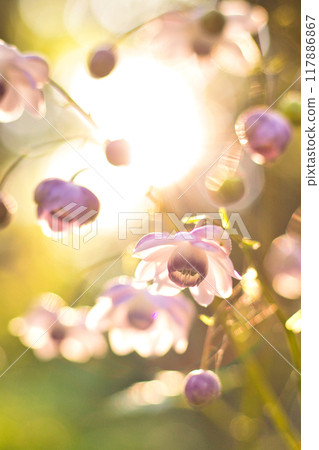Renge goshoma Renge goshoma 117886867
