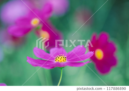 Dark pink cosmos 117886890
