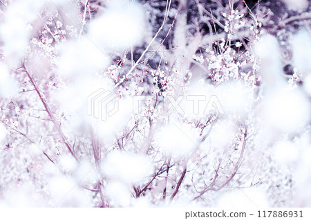 A Japanese-style natural landscape art of a plum grove with fluffy snowflakes falling (illustration-style retouched and color-processed image) 117886931