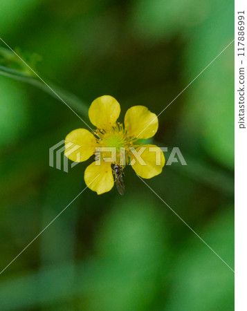 Yellow flower of the rose family, Geum japonicum Yellow flower of the rose family, Geum japonicum 117886991