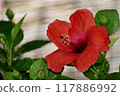 Red hibiscus 117886992