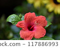 Red hibiscus flower 117886993