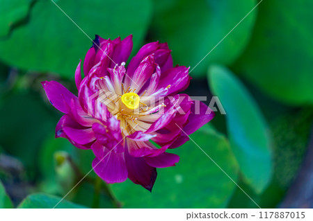 The Lotus in the Summer Lotus Pond Nature background 117887015