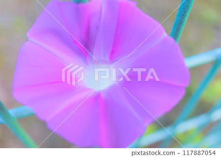 Morning glories blooming during summer vacation Morning glories blooming during summer vacation 117887054