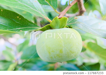 A close-up of green persimmons just beginning to ripen A close-up of green persimmons just beginning to ripen 117887233