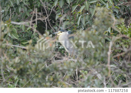 Great blue heron Great blue heron 117887258