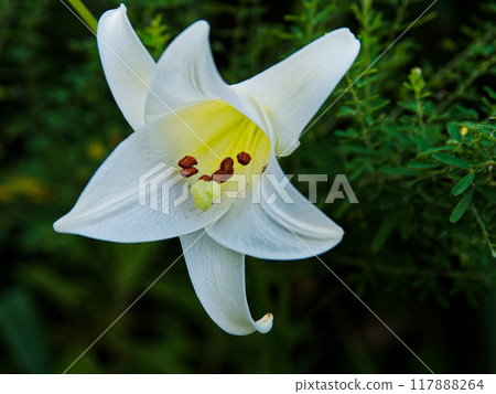 A pure white flower of the lily family, Takasago lily A pure white flower of the lily family, Takasago lily 117888264