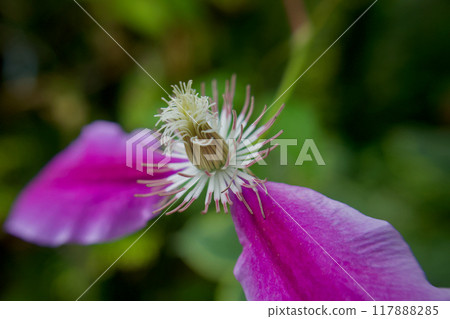 Clematis "Doctor Rappel" sheds its clothes and becomes a pistil. The flower language is "beauty of the spirit," "traveler's joy," and "sweet bondage." Clematis "Doctor Rappel" sheds its clothes and becomes a pistil. The flower language is "beauty of the spirit," "traveler's joy," and "sweet bondage." 117888285